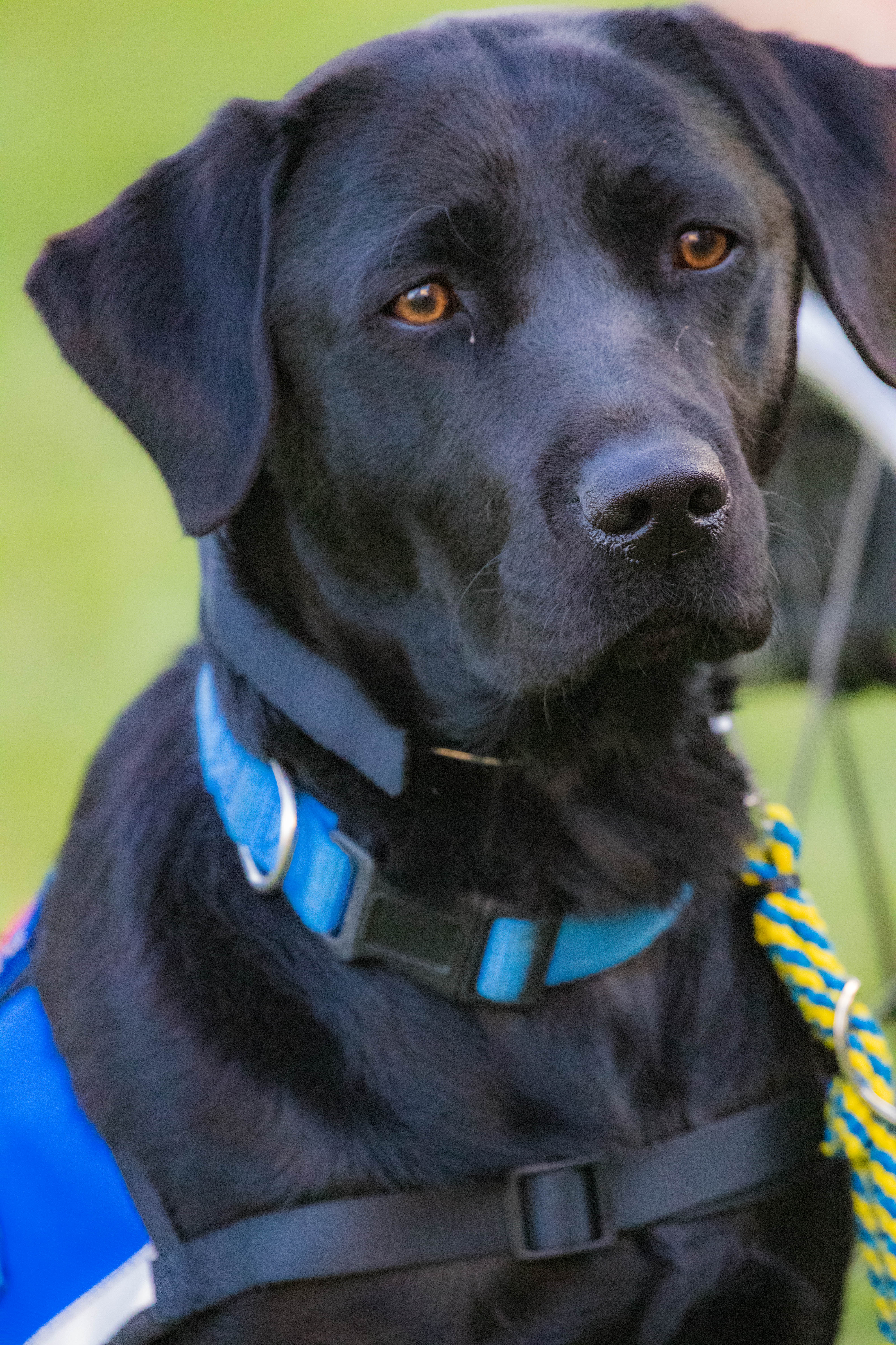 A photo Service Dog Gumdrop, a black lab - golden retriever mix